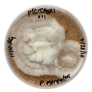 Jae-Rhim-Lee-Infinity-Mushrooms