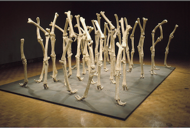 DIA_Nancy_Graves_Variability_of_Similar_Forms